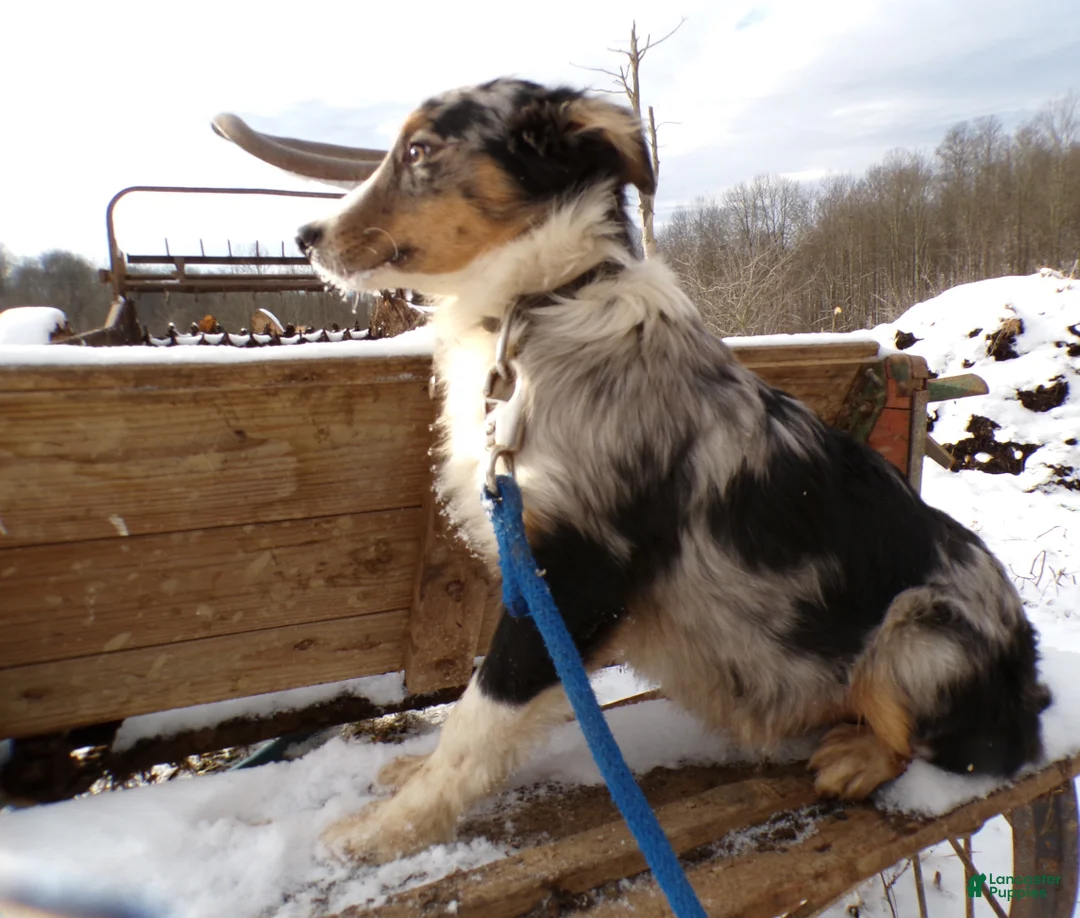 Mixed Breed dogs for sale: Mixed Breed Puppy 1 Starling - Ad 2