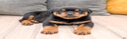 Rottweiler dogs for sale: Basil - Ad 4