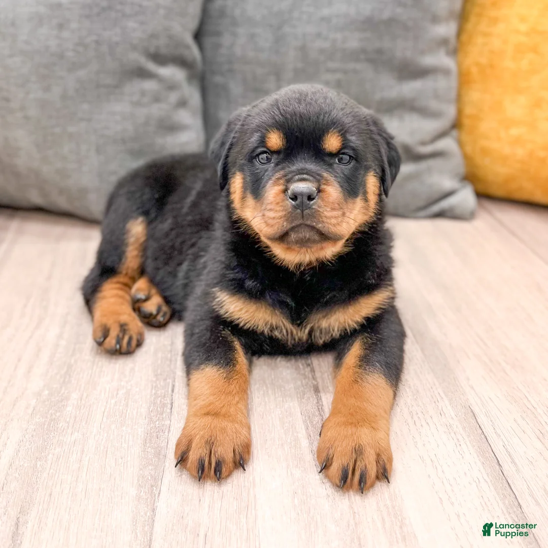Rottweiler dogs for sale: Basil - Ad 4