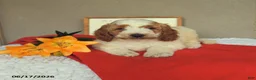Mini Goldendoodle dogs for sale: Snoopy - Ad 3