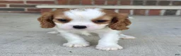 Cavalier King Charles Spaniel dogs for sale: Mo - Ad 3