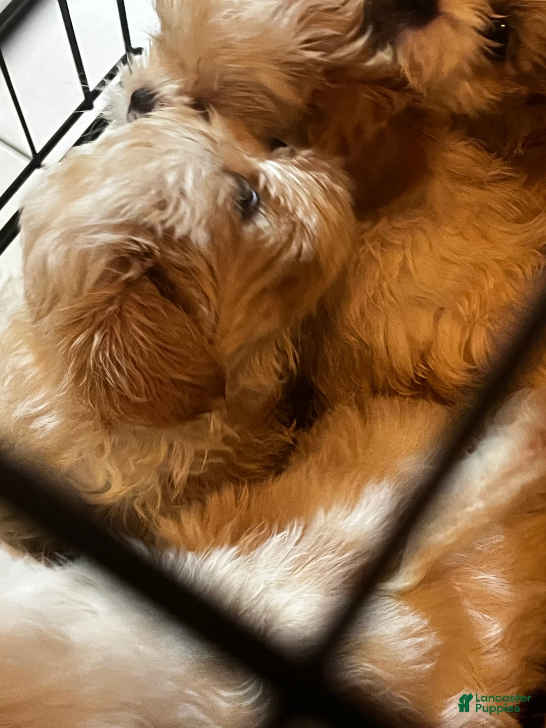 Shih Tzu dogs for sale: Daisy - Ad 11