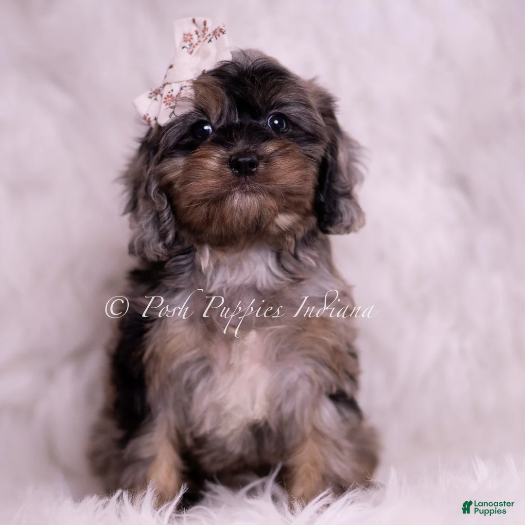 Cavapoo dogs for sale: Lucy Loo - Ad 8
