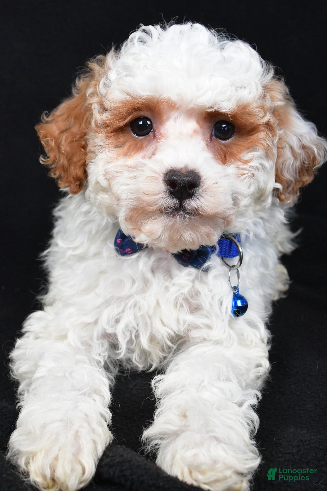 Miniature Poodle dogs for sale: Diamond - Ad 8