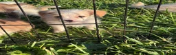 Mixed Breed dogs for sale: Mixed Breed 1 - Ad 4