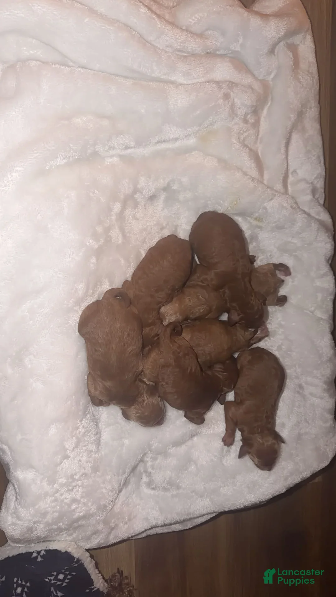 Mini Goldendoodle dogs for sale: Mini Goldendoodle Puppy 4 - Ad 5