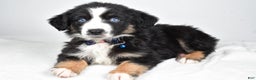 Miniature Australian Shepherd dogs for sale: Jeremias  - Ad 5