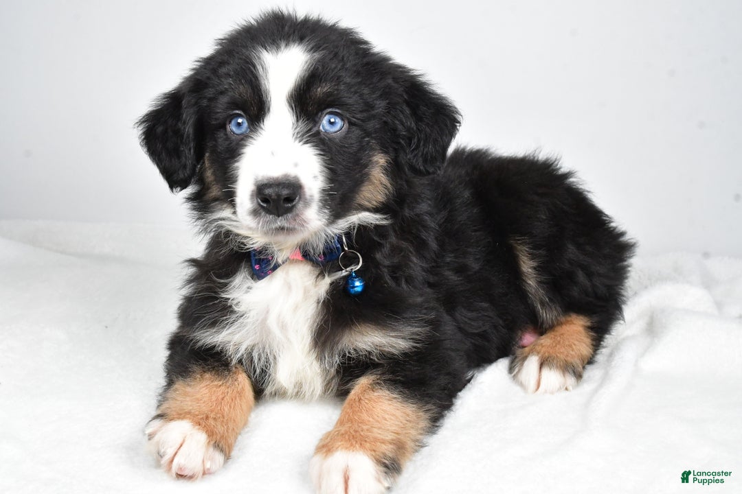 Miniature Australian Shepherd dogs for sale: Jeremias  - Ad 5