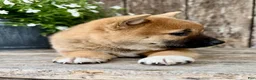 Shiba Inu dogs for sale: Olive - Ad 7