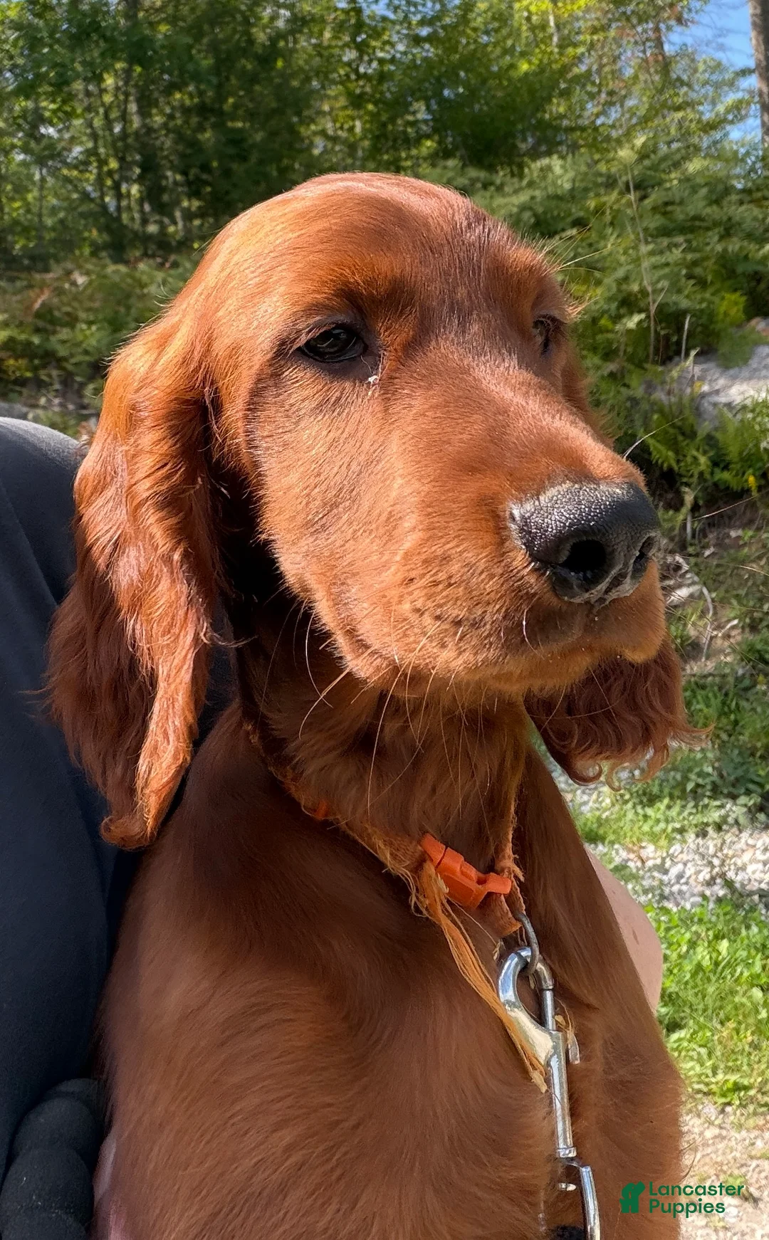 Irish Setter dogs for sale: Orange collar  - Ad 2