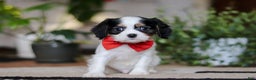 Cavalier King Charles Spaniel dogs for sale: Ziggy - Ad 1