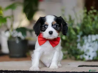 Cavalier King Charles Spaniel dogs Ziggy - Ad 21