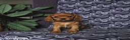 Cavalier King Charles Spaniel dogs for sale: Brandon - Ad 2