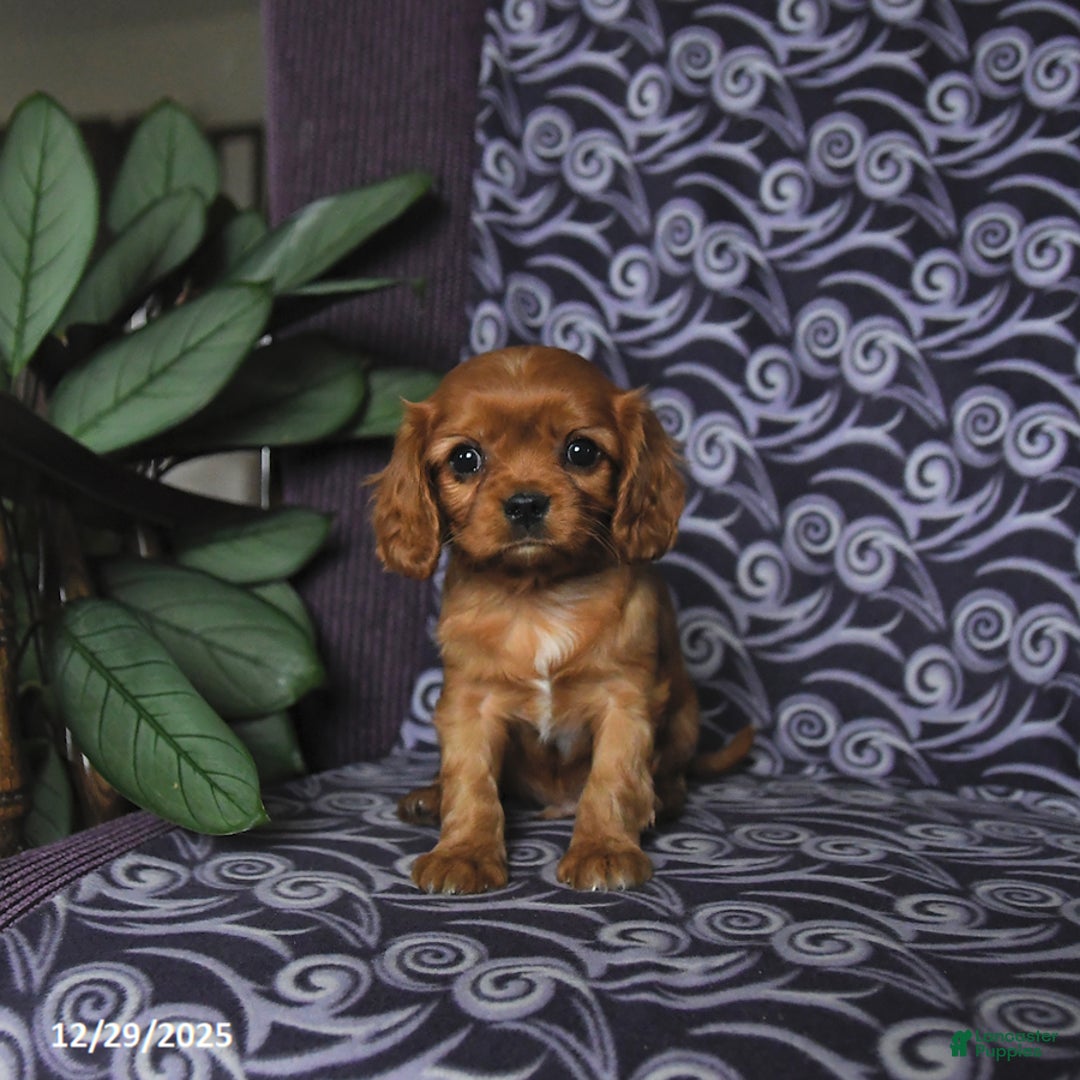 Cavalier King Charles Spaniel dogs for sale: Brandon - Ad 2