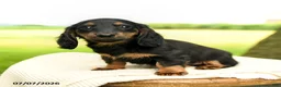 Miniature Dachshund dogs for sale: Cinder - Ad 3