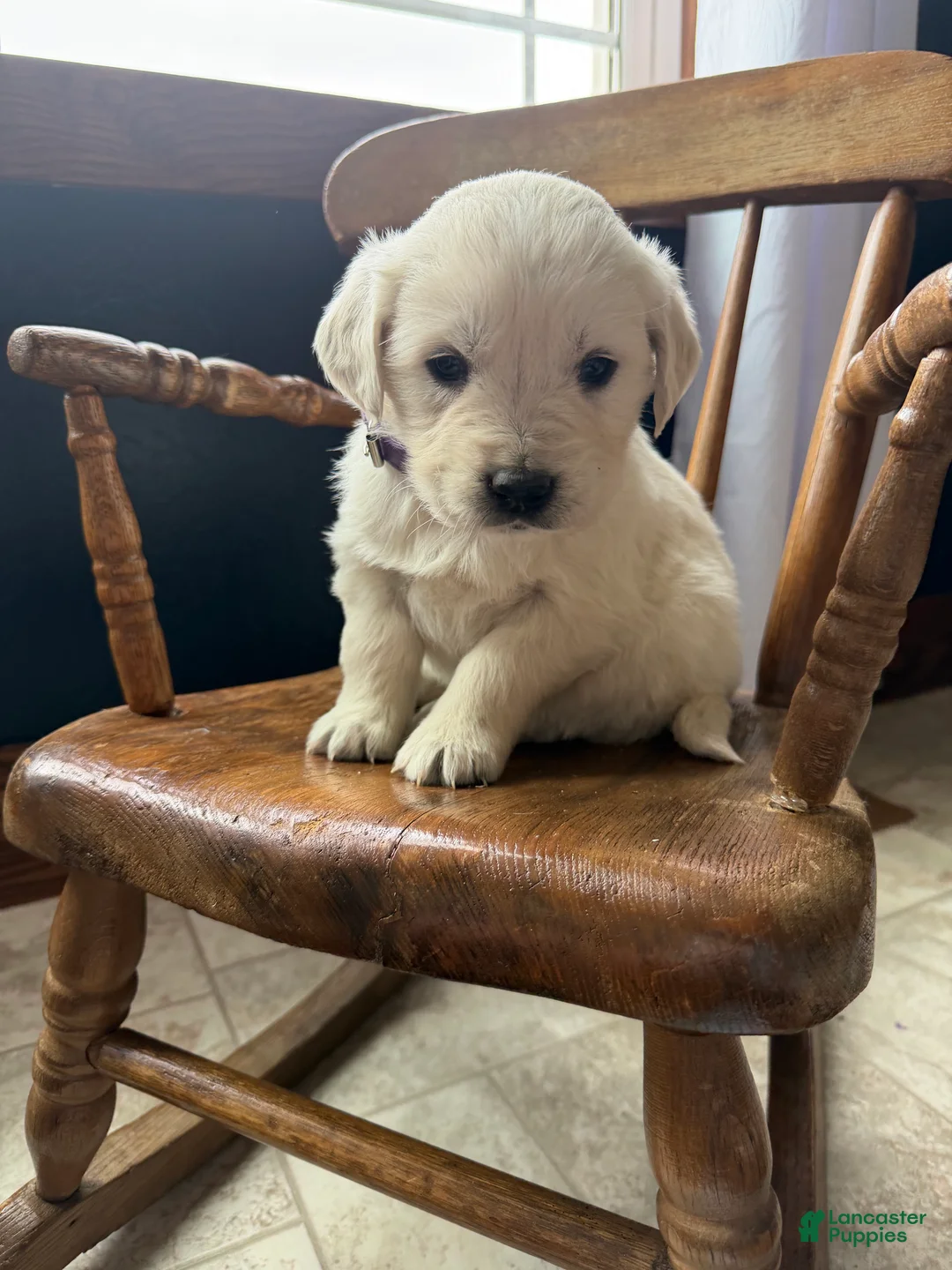 Golden Retriever dogs for sale: Bella - Ad 2