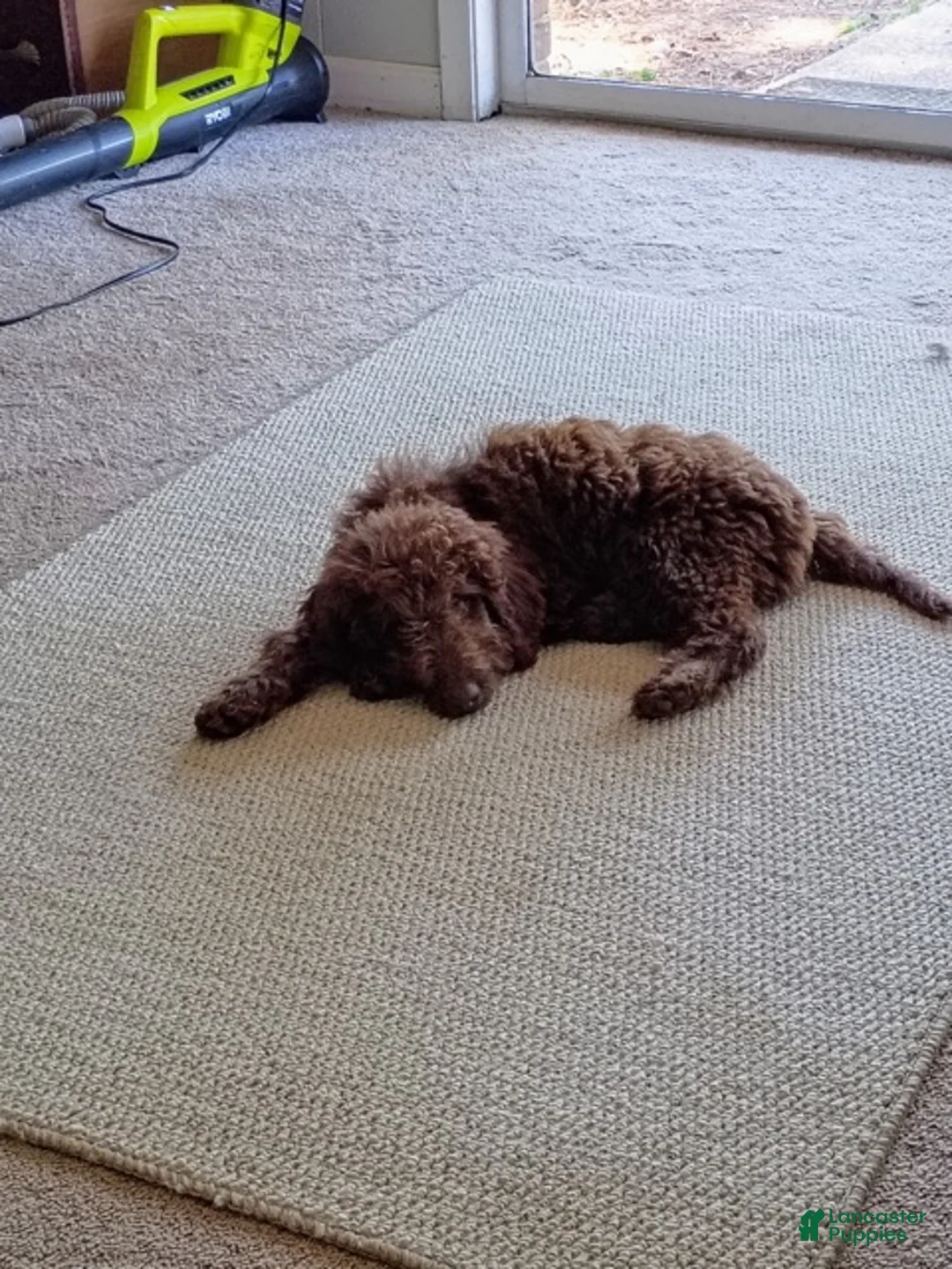 Labradoodle dogs for sale: Arno - Ad 6