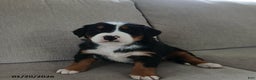 Bernese Mountain Dog dogs for sale: Claire - Ad 1