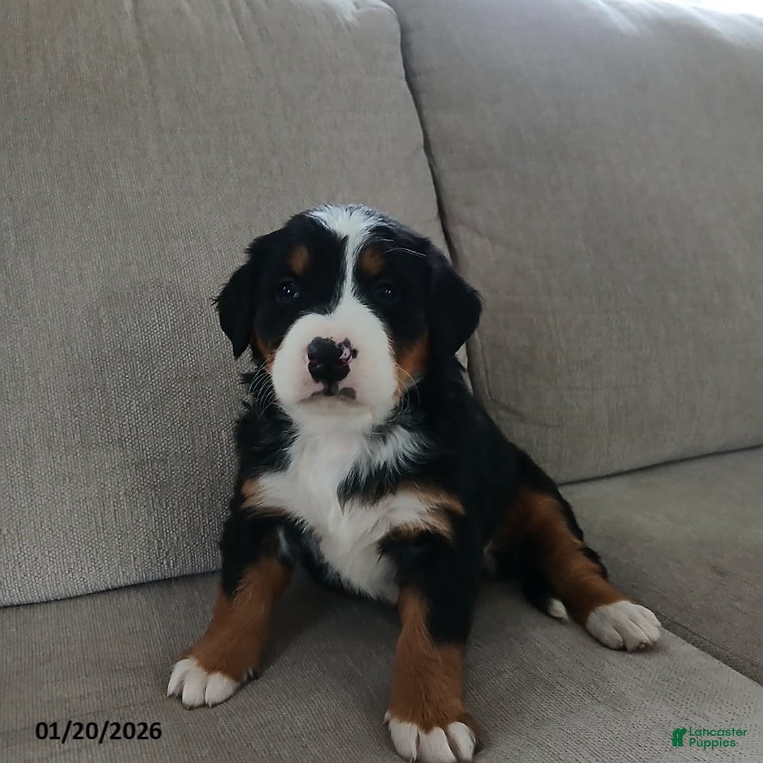 Bernese Mountain Dog dogs for sale: Claire - Ad 1