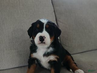 Bernese Mountain Dog dogs Claire - Ad 3