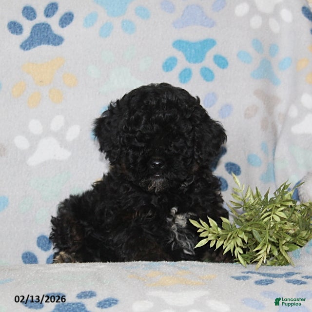 Toy Poodle dogs Tucker - Ad 2