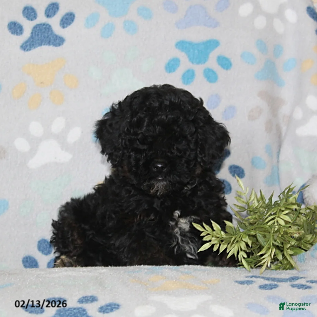 Toy Poodle dogs for sale: Tucker - Ad 2