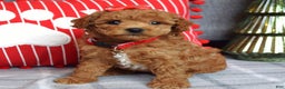 Miniature Poodle dogs for sale: Stella  - Ad 7