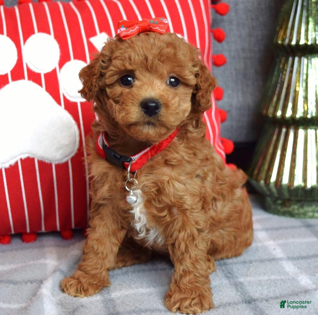 Miniature Poodle dogs for sale: Stella  - Ad 7