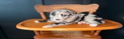 Australian Shepherd dogs for sale: Crew - Ad 4