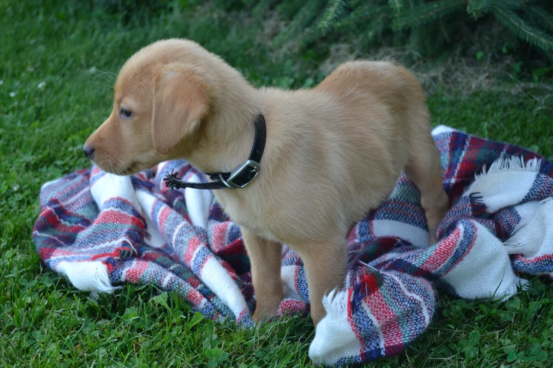 Labrador Retriever dogs for sale: Donna - Ad 1