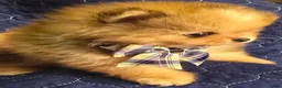 Pomeranian dogs for sale: Cho merle boy  - Ad 6