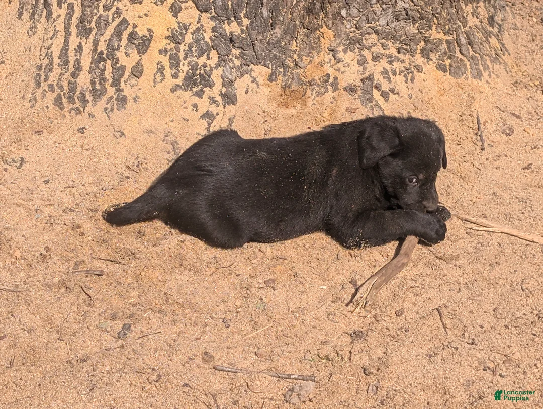 Labrador Retriever dogs for sale: Labrador Retriever Puppy 1 - Ad 1