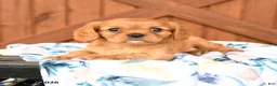 Cavalier King Charles Spaniel dogs for sale: Lady - Ad 1