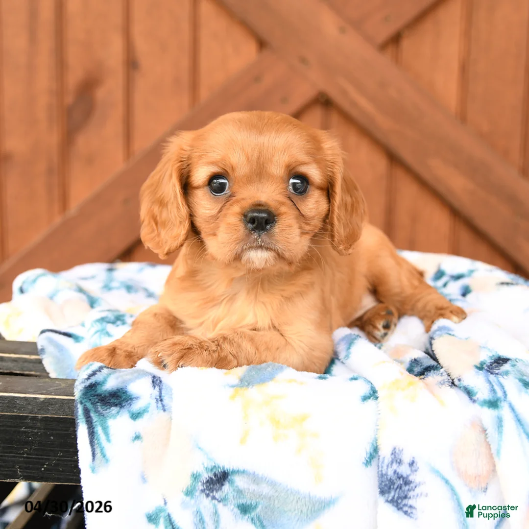 Cavalier King Charles Spaniel dogs for sale: Lady - Ad 1