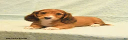 Dachshund dogs for sale: Larry - Ad 4