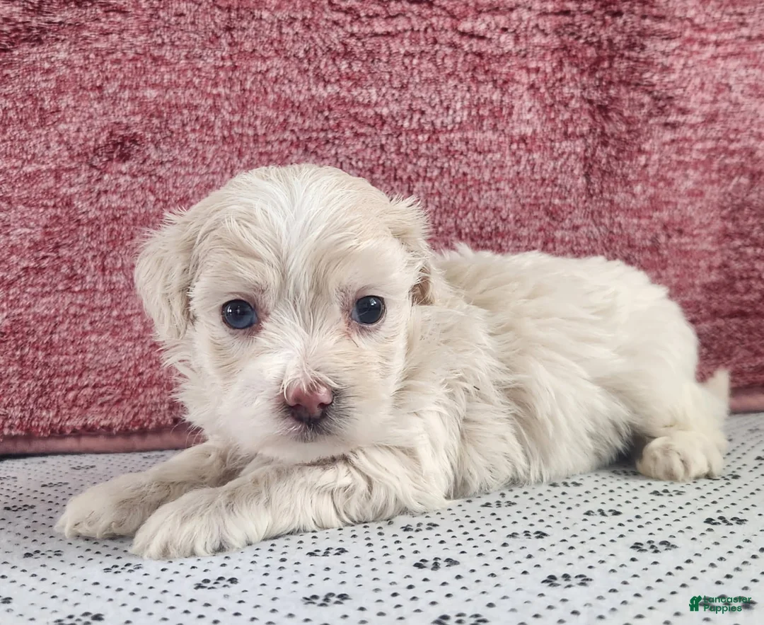 Maltipoo dogs for sale: Gabby - Ad 3