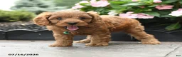 Cavapoo dogs for sale: Gaze  - Ad 2