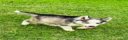 Siberian Husky dogs for sale: Sophie - Ad 17