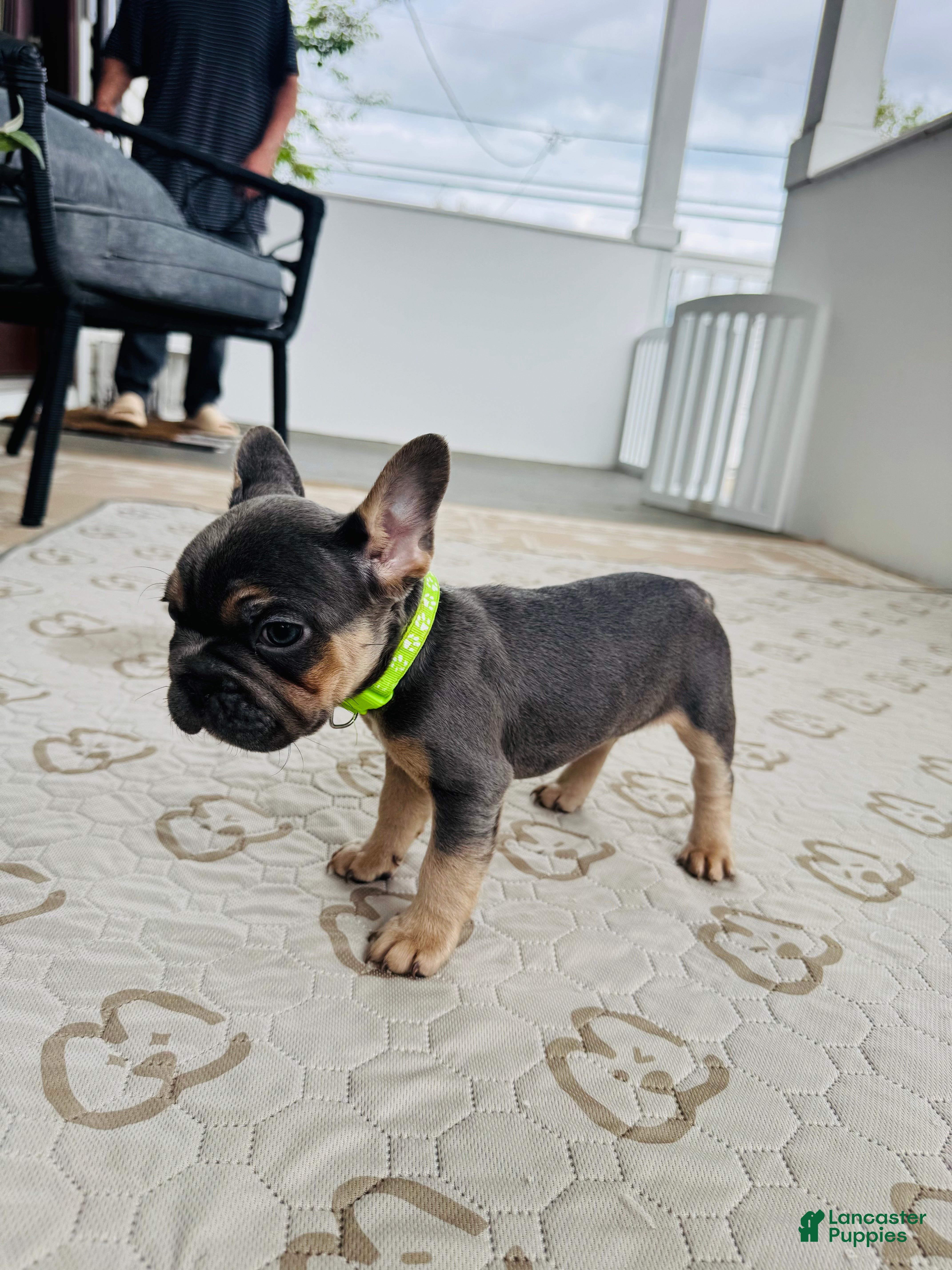 French Bulldog dogs for sale: French Bulldog Puppy 3 - Ad 4