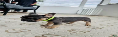 French Bulldog Puppy 3
