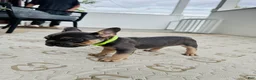 French Bulldog dogs for sale: French Bulldog Puppy 3 - Ad 1
