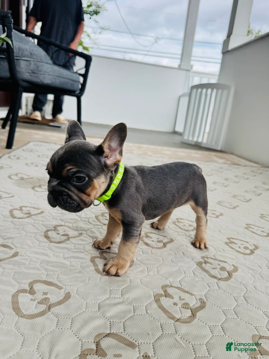 French Bulldog dogs for sale: French Bulldog Puppy 3 - Ad 1