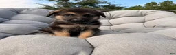 German Shepherd dogs for sale: Maverick - Ad 3