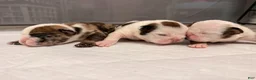 English Bulldog dogs for sale: Chester - Ad 6