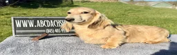 Miniature Dachshund dogs for sale: Cream - Ad 6
