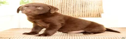 Labrador Retriever dogs for sale: Oscar - Ad 7