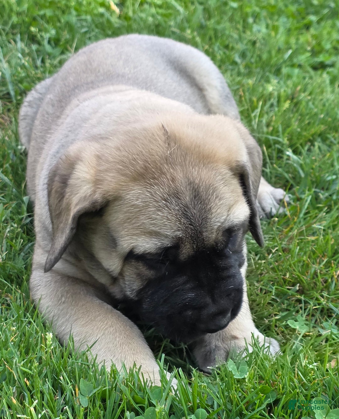 Week Old English Mastiff Craigslist Labrador Puppies Craigslist