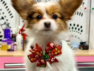 Papillon dogs Robin - Ad 28