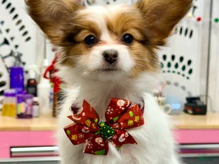 Papillon dogs Robin - Ad 32