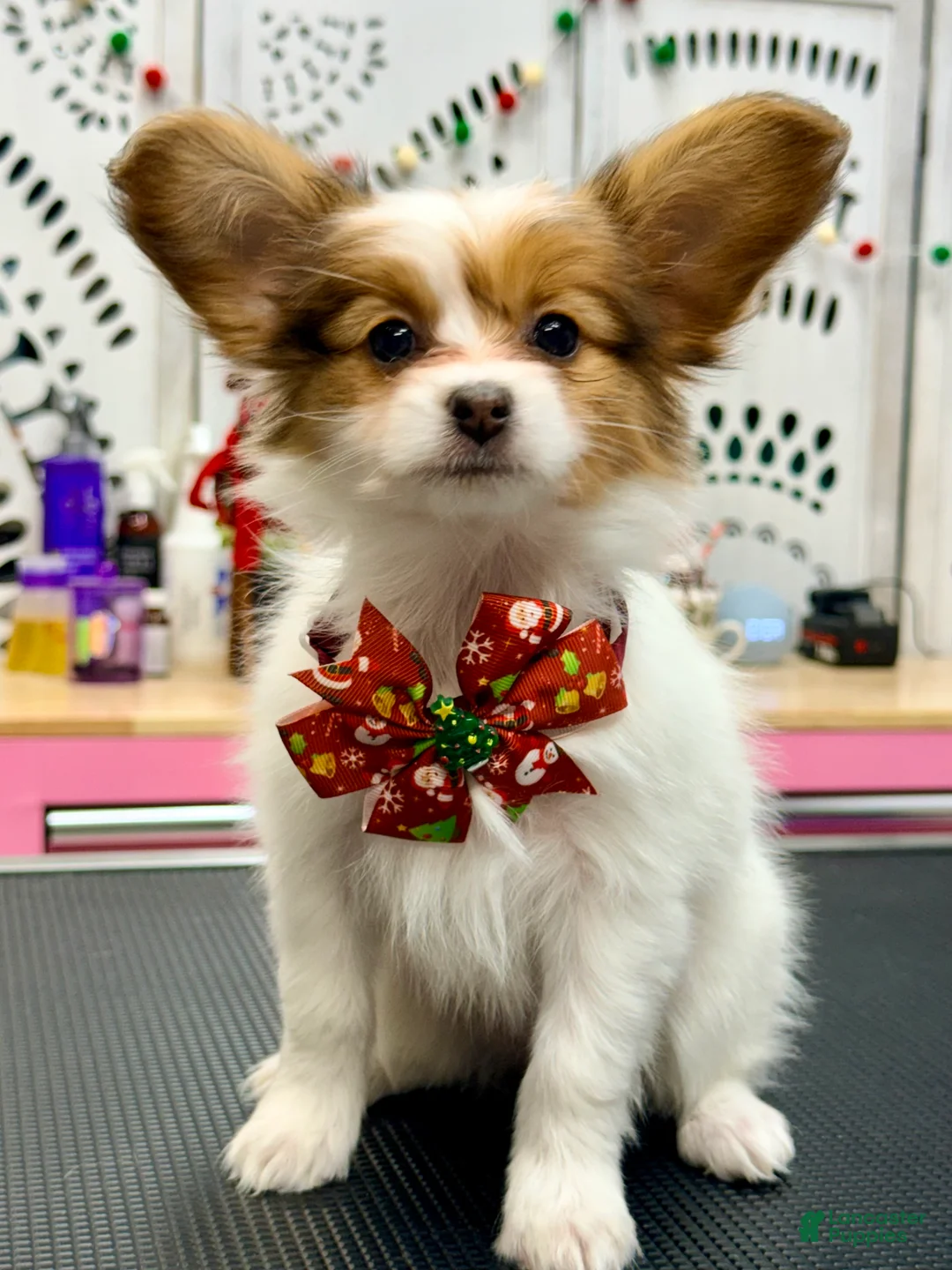 Papillon dogs for sale: Robin - Ad 1